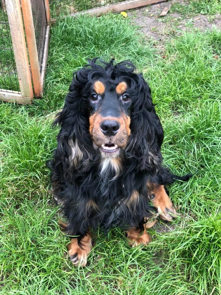 We're appealing for information after a number of puppies were stolen in a disgraceful and appalling act of thievery. Sadly a Cockapoo puppy, believed to have been run over by the getaway vehicle, was also found dead on the grounds of the farm. Read more: orlo.uk/pfdzU