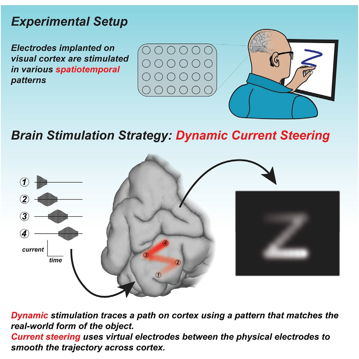 Dynamic stimulation of visual cortex produces form vision in sighted and blind humans  https://www.cell.com/cell/fulltext/S0092-8674(20)30496-7 "Dynamic stimulation of visual cortex allows both sighted and blind subjects to recognize a variety of letter shapes without training and with high accuracy"