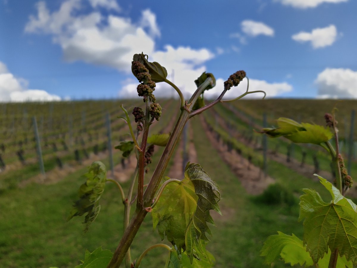 DOUBLE_HEDGES's tweet photo. Rather worryingly overnight minimum is forecast to be (+)1 degree, a degree lower than the +2 minumum forecast that brought the #vineyard #frost on Tuesday &amp; Thursday mornings. Hopefully not too much more of this to disrupt the production of our trophy winning #englishwine.🤞 https://t.co/t6S5aYsJG5