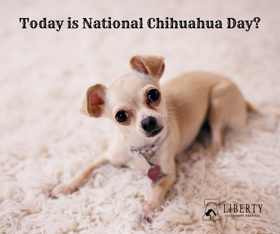 Do you have a Chi?  Show some love and share a picture or a story :)