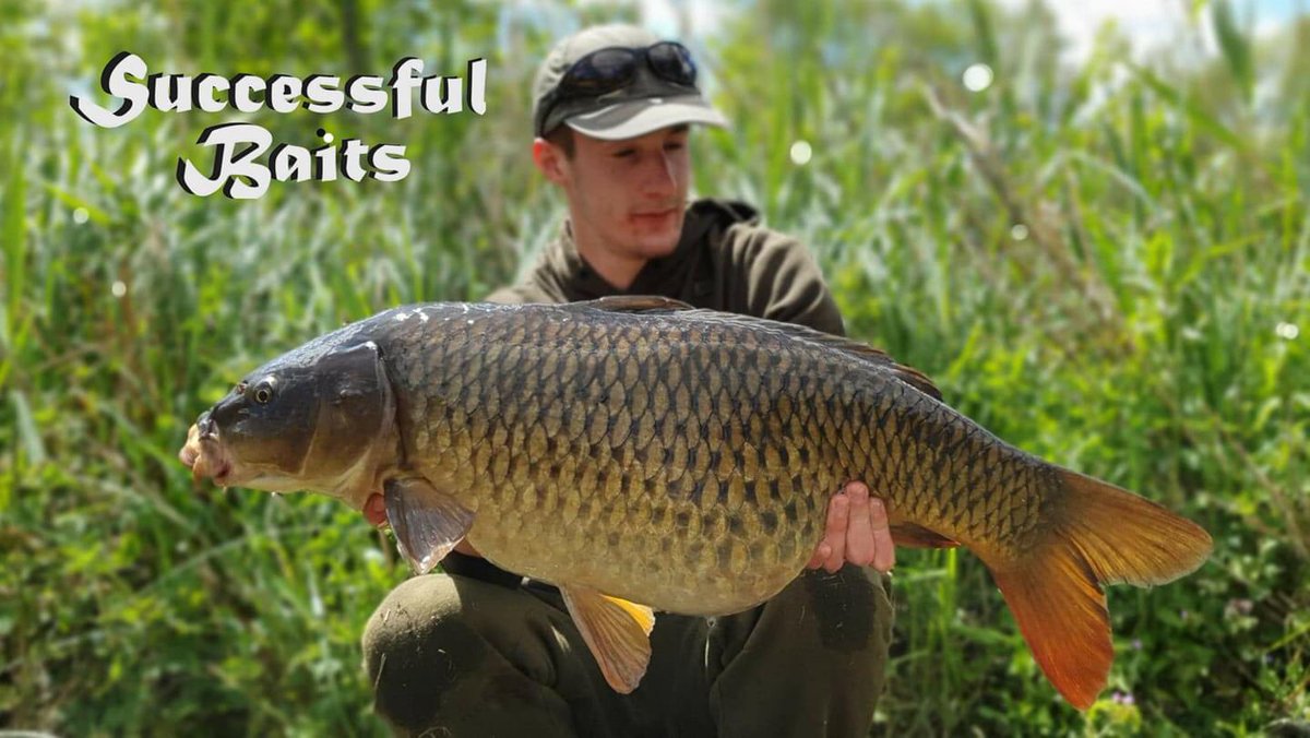 SuccessfulBait's tweet photo. Team Leader Michael Oggy Ogden marked his return to the bank with this Common tipping the scales to 20lb 9oz.

This fish has put a smile back on the team's faces and with a sale currently on in our online store now is a great time to head over to https://t.co/xE3Kv8vxLe https://t.co/L2NIXZTPib