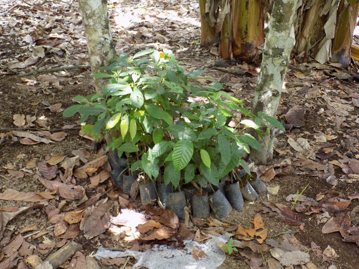Solidaridad_wa's tweet photo. About 40% of beneficiaries of Solidaridad’s DGM project have adopted climate-smart production practices, with 30% of them integrating trees on their farmlands. This was contained in an annual survey. The DGM project is funded by @CIF_Action through @WorldBank 

#Climatesmartagric https://t.co/KSW8A9ST0X