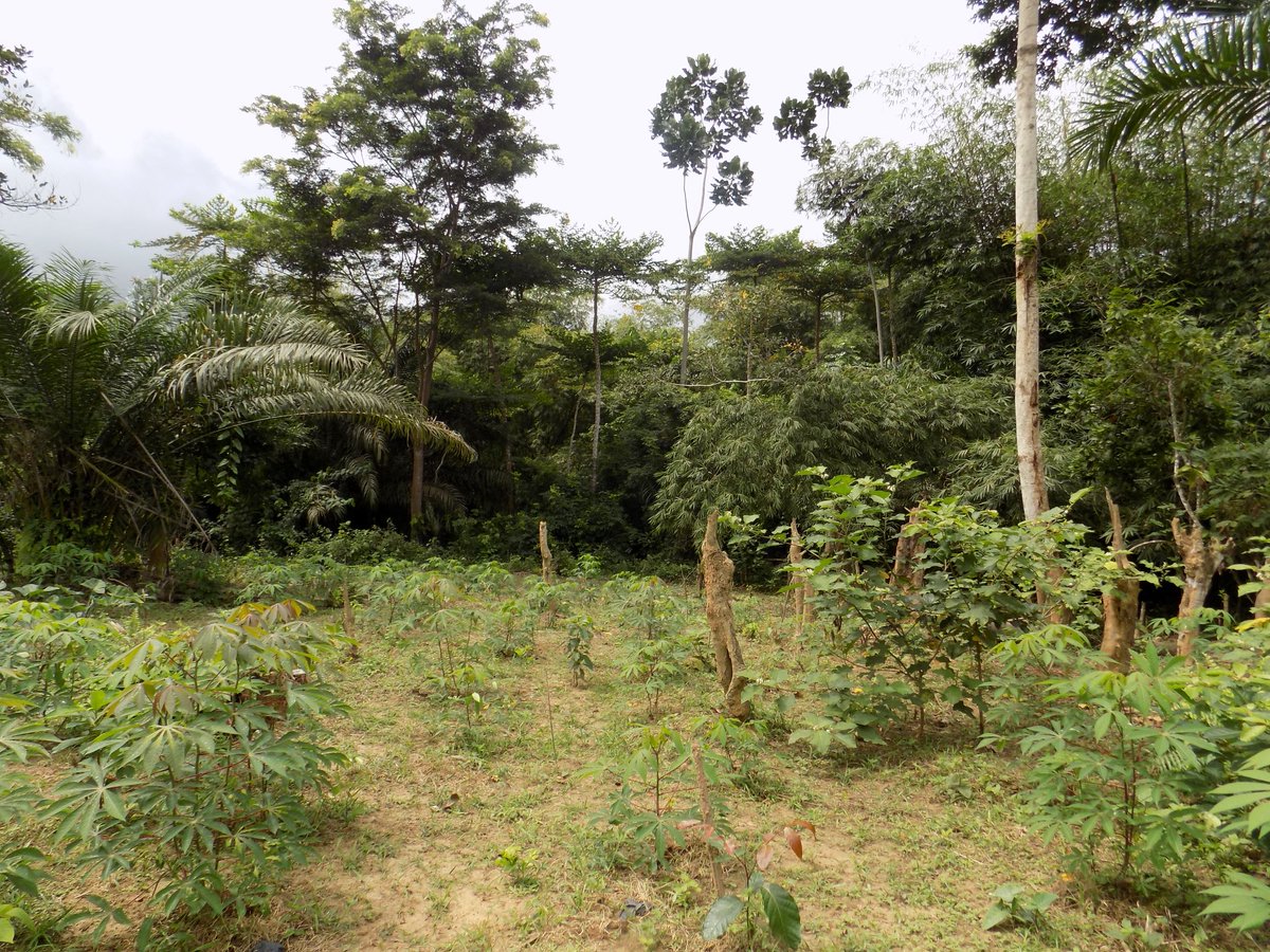 Solidaridad_wa's tweet photo. About 40% of beneficiaries of Solidaridad’s DGM project have adopted climate-smart production practices, with 30% of them integrating trees on their farmlands. This was contained in an annual survey. The DGM project is funded by @CIF_Action through @WorldBank 

#Climatesmartagric https://t.co/KSW8A9ST0X