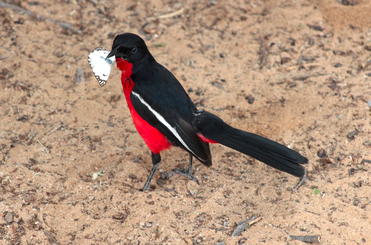 BryanKDM's tweet image. #TravelTomorrow #Kgalagadi2020 
@boundless_sa @NorthernCapeSA @SANParksKTP Laniarius atrococcineus Fun to watch but never pauses to get photographed, well not often anyway...
