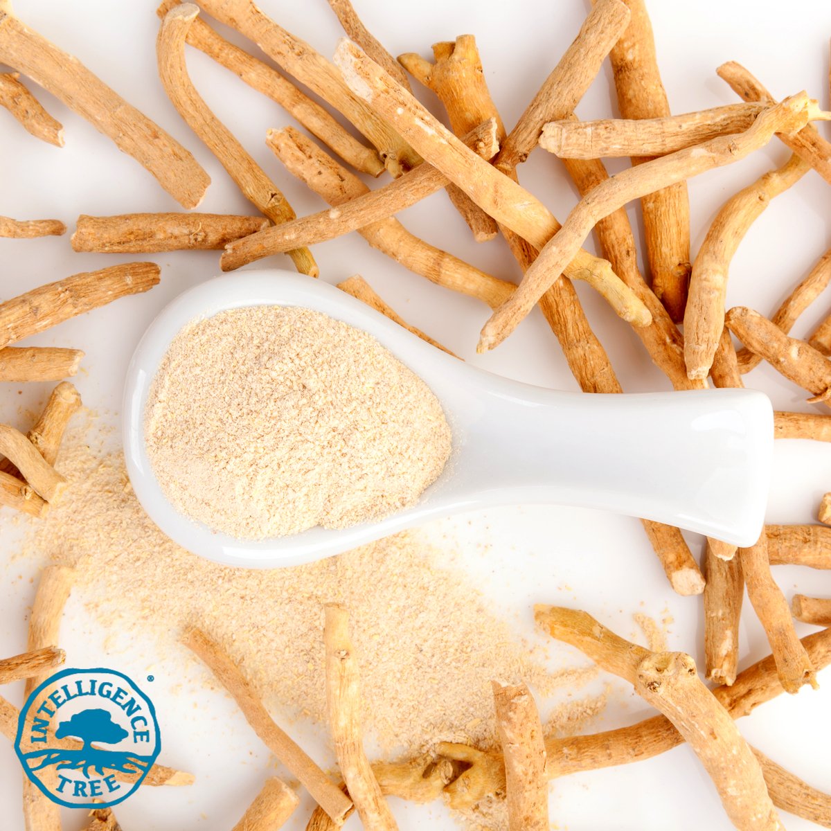 IntelligenceTre's tweet image. Ashwagandha is a shrub with oval leaves, yellow flowers, &amp;amp; has red fruit about the size of a chick pea. It is often called Indian ginseng because, like ginseng, ashwagandha is a non-specific tonic and adaptogen.  Ashwagandha root rejuvenates without being over stimulating.* 🌿