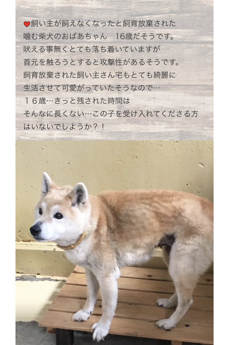 大タコちゃん 保護犬 大型犬 里親募集中 保健所犬 保護犬を家族に 保護犬を飼おう 里親になろう 里親募集 犬 雑種犬 雑種犬大好き 大型犬のいる生活 ペットショップ ペットショップに行く前に 里親様募集中 宮崎県 里親という選択肢 里親