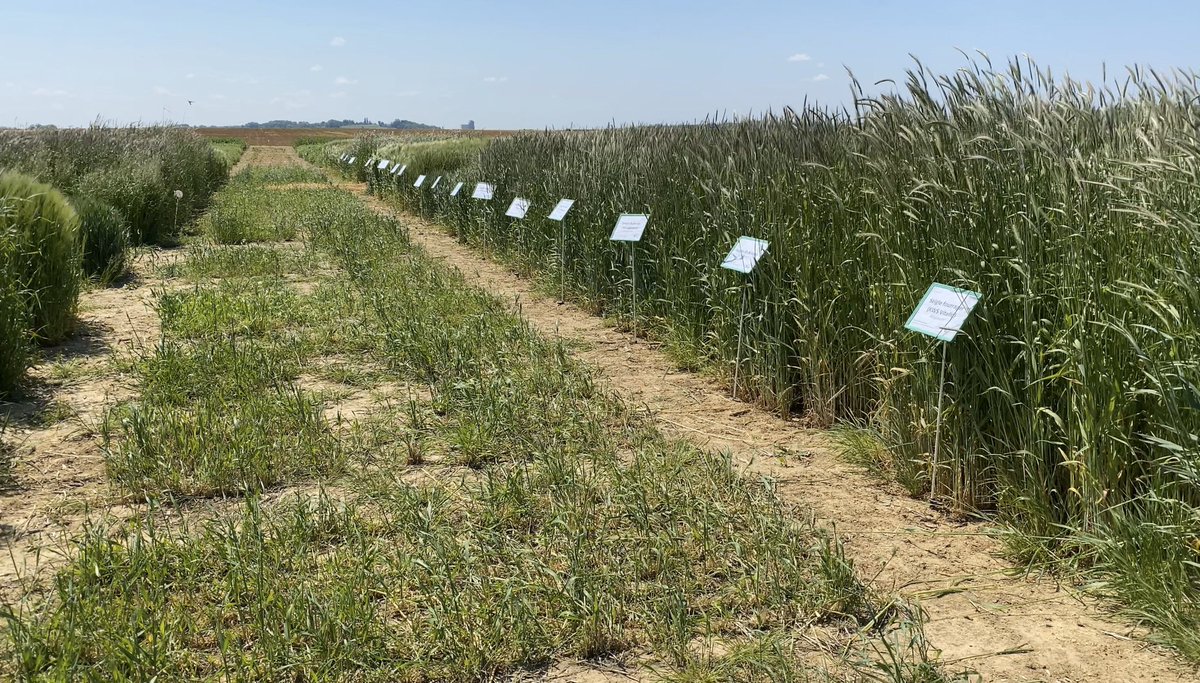 Val’epi, service agronomie tweet media
