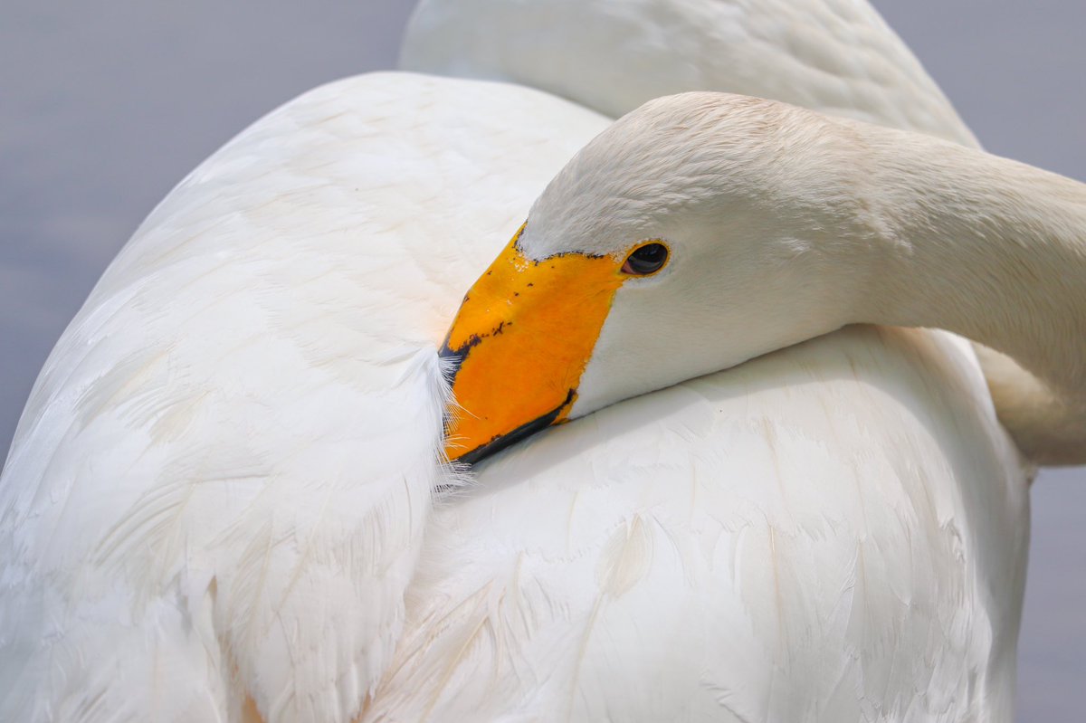 TamarVedder's tweet photo. 🦢🧡 https://t.co/OqWHAKeTa4