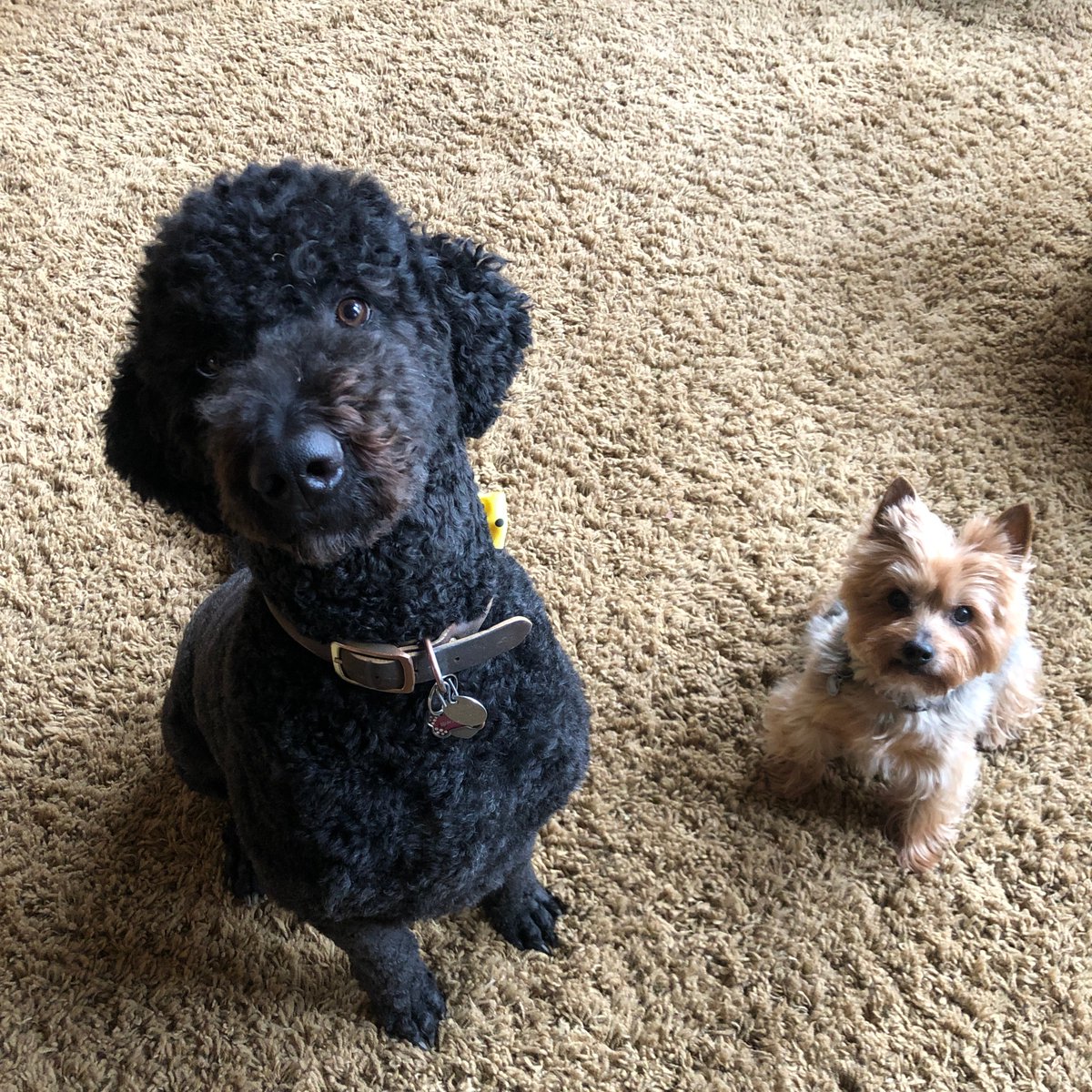JennySAnthony's tweet photo. @BethMooreLPM Winnie and Shadow were very concerned when I told them about the snake bite! We are all relieved she is doing better! https://t.co/cwlCB3mc8J