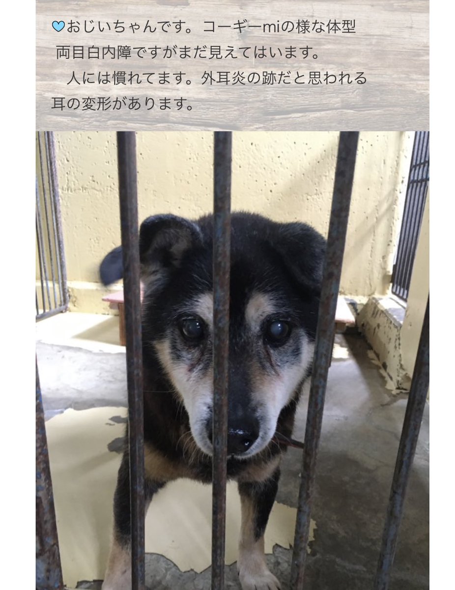 タコちゃん Pa Twitter 保護犬 大型犬 里親募集中 保健所犬 保護犬を家族に 保護犬を飼おう 里親になろう 里親募集犬 雑種犬 雑種犬大好き 大型犬のいる生活 ペットショップ ペットショップに行く前に 里親様募集中 宮崎県 里親という選択肢 里親様