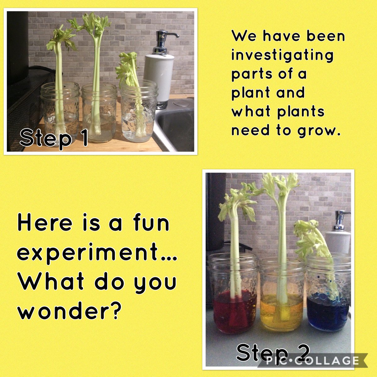 Now we wait... Check back later to see what has happened. 🌱😊 #sciencefun #whatdoyouwonder