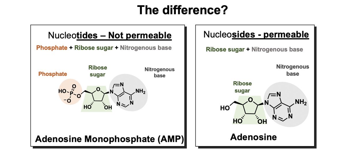 I've been reading a lot of general audience/science articles on  #remdesivir. Many of these articles seem to confuse nucleoSIDES with nucleoTIDES. Here's the difference, feat. important figures. 2/x