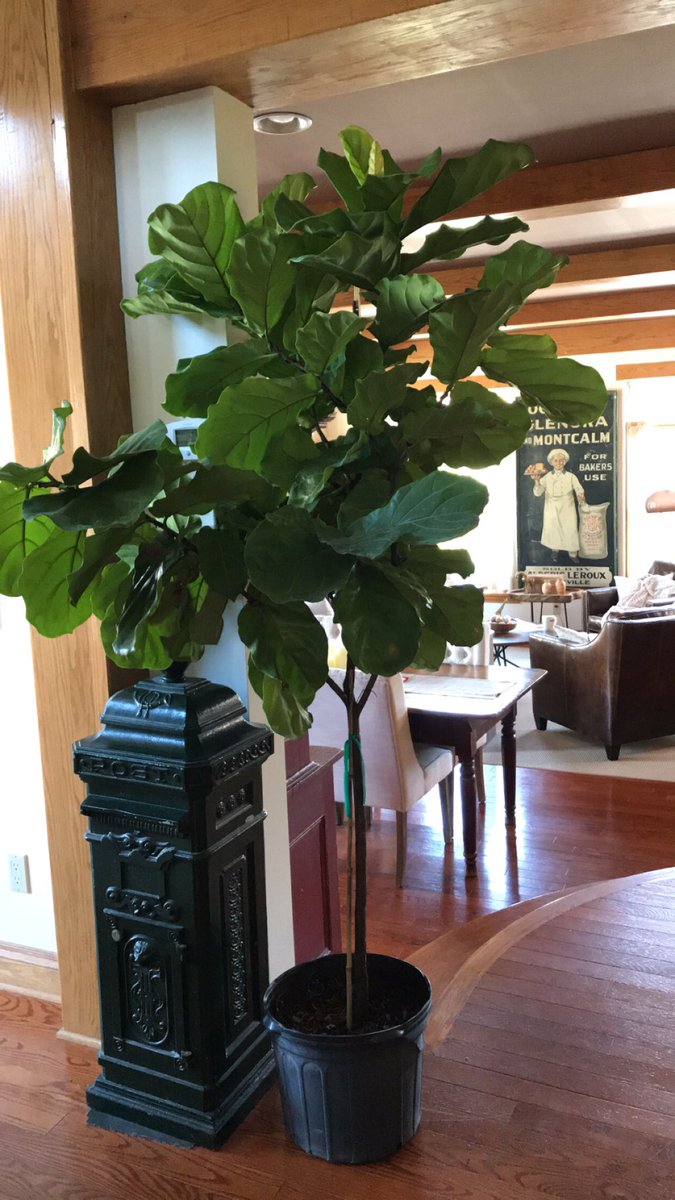 moggitgirls's tweet photo. She’s real, 7’ tall and I hope I don’t kill her.... 
 #fiddleleaf #fiddleleaffigtree https://t.co/rU6PnbjusG