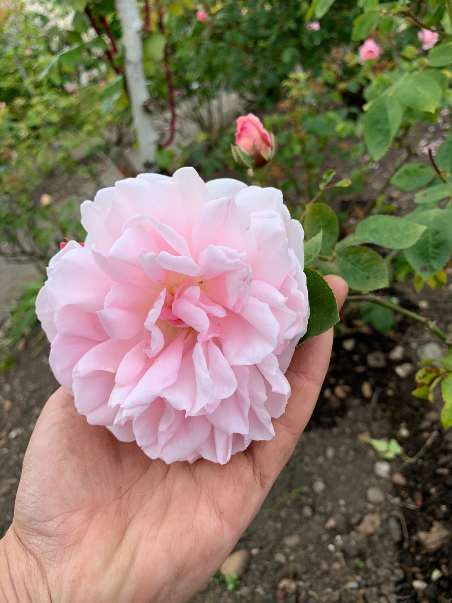 Bborn121's tweet photo. Such a delicately scented rose at @ArdenHotel  with the dahlias below just about to come through the ground!  It will look beautiful for all the guests for when they can come back and stay at these luxury hotels @EdenMarketiers https://t.co/e4pb7vFnpH