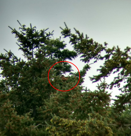 BirdsCanada_BC's tweet photo. Submit nesting bird data to #ProjectNestWatch, even if you can't easily see into the nest! This Red-tailed Hawk nest now has young nestlings based on parental behaviour of regular feeding at the nest.
https://t.co/nbXqfEBWoK https://t.co/k2h0IRsdsK