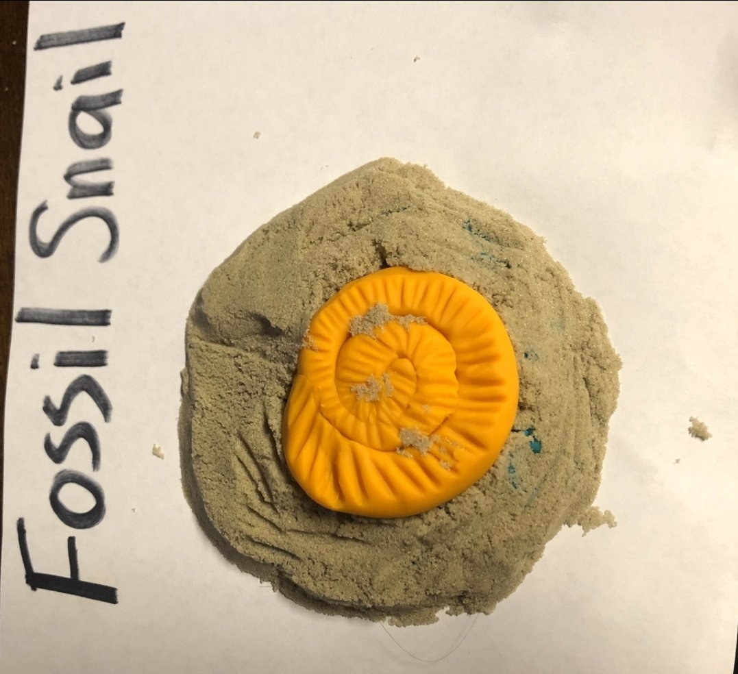 LichtIBmaxwell's tweet photo. Look at all these archaeologists! There's all kinds of fossils around Maxwell! Part 2 #fossils @Maxwell_IB @MaxIBPrincipal @duarteusd https://t.co/zYwisplEJs