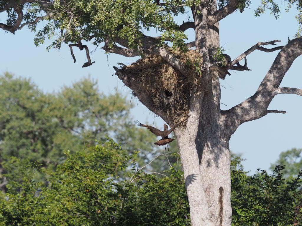 WeAreWilderness's tweet photo. #FunFact of the day - The hamerkop is a smallish bird that makes the biggest nest of any African bird.
#WeAreWilderness #KingsPool #birdingphotgraphy #OLYMPUS https://t.co/YDsDxSHqBn