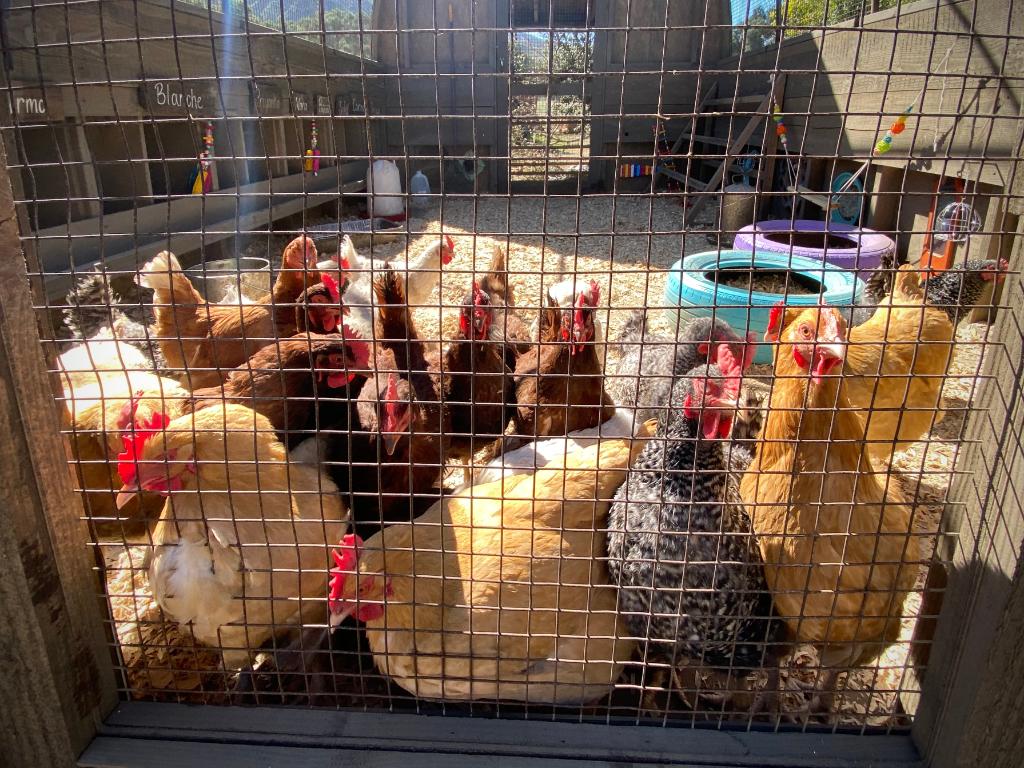 No need to get your feathers ruffled. 🐓 #BlessThisMess seasons one and two are available to watch anytime, on demand and on Hulu!