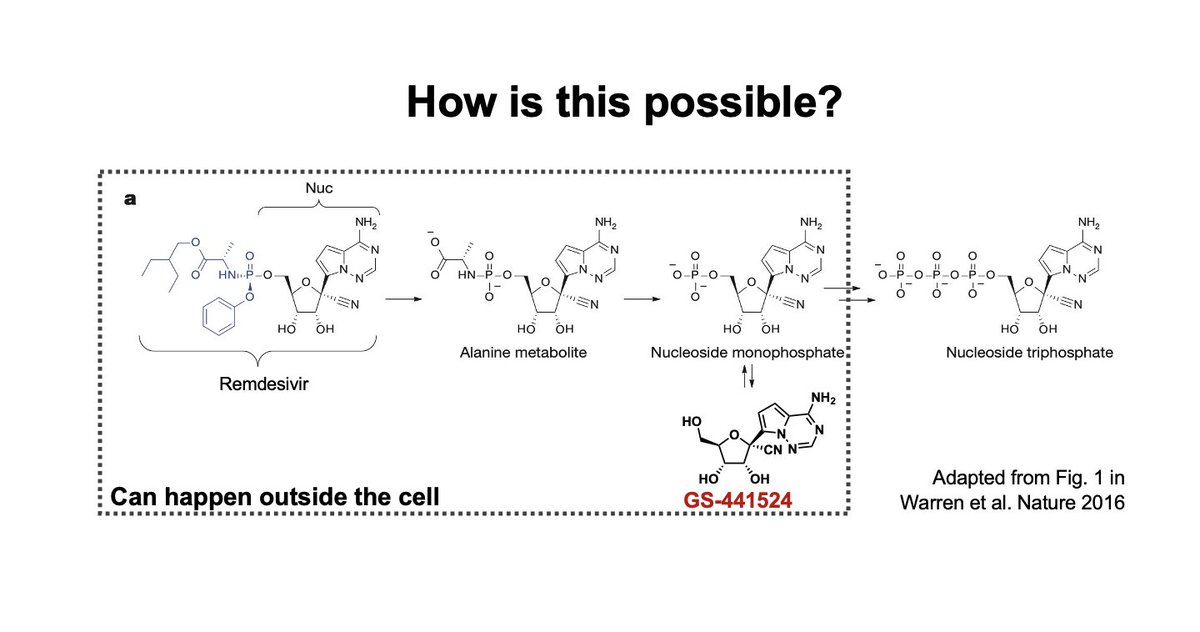 HOW IS THIS POSSIBLE?  #remdesivir is a pro-drug. It must undergo bioactivation steps to the active triphosphate inhibitor. Most steps are supposed to occur inside the cell, but some steps can happen outside. One of these steps inadvertently releases  #GS441524. 5/x