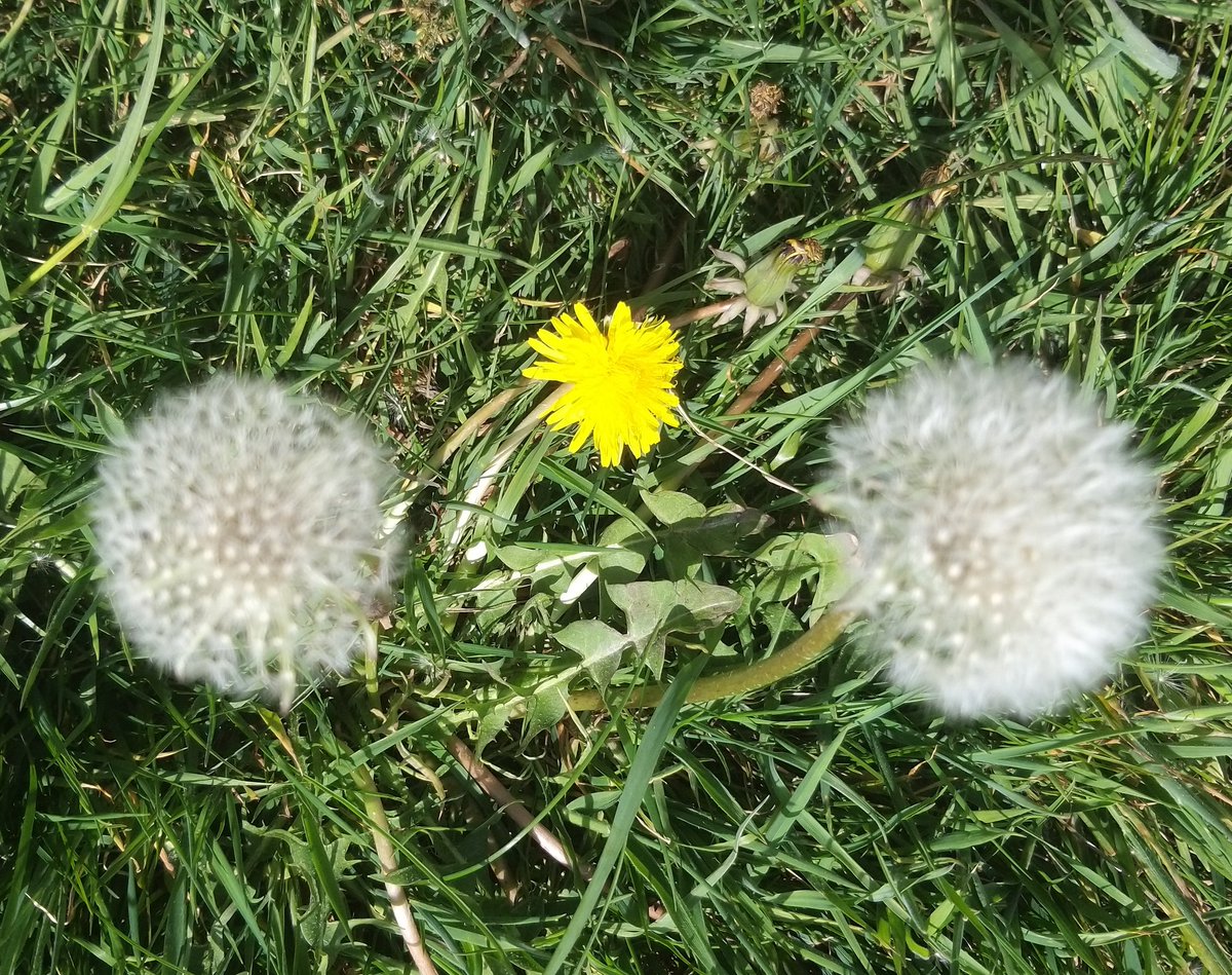 Petelh1's tweet photo. #FeatureCumbria #MayPhotoChallenge
Egg.Chicken.Egg. In a plant based diet type way. https://t.co/LKsqpZ0ev2