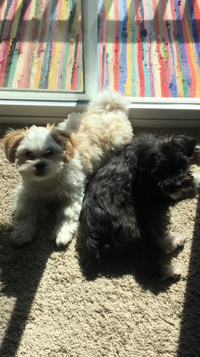 NationBlackJack's tweet photo. I believe you needed to see some handsome young pups on your Twitter feed today #CrewPup and #FinnPup https://t.co/Xp2zAfv5WX