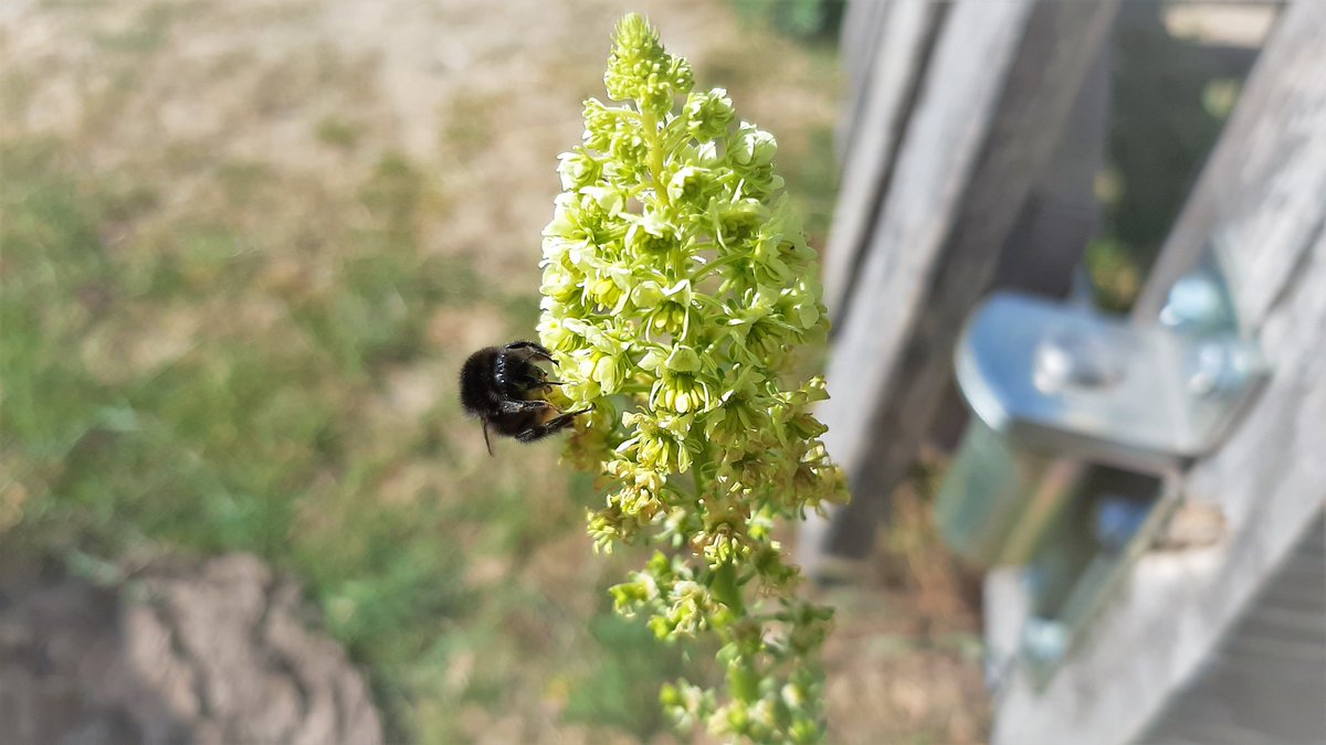 inja5248's tweet photo. #wilde_reseda 🌼🐝
in de #Maasvallei #Koeweide #MiddenLimburg 🍀
@FloraNederland @Natuurmonument @FLORONNederland https://t.co/BD94bkU0E6