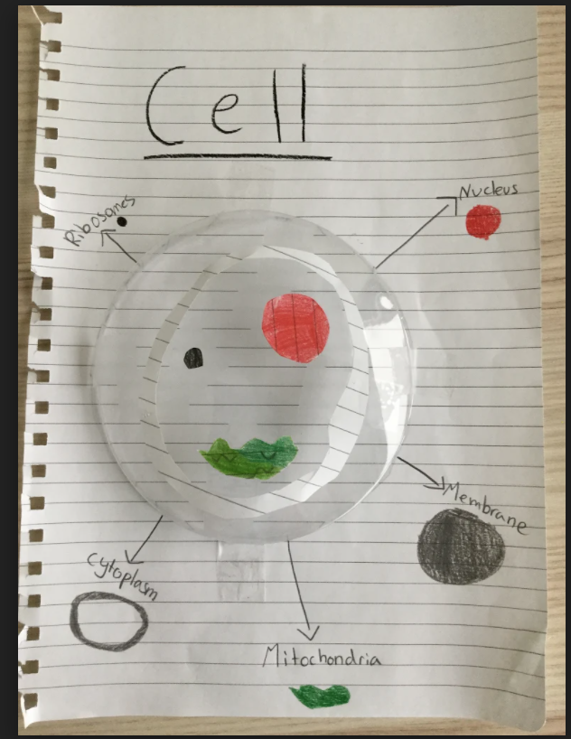 LS_Sci's tweet photo. Fourth-Grade students @GWAcademyChi #GEMSAtHome are studying cells. They became creative and made a few models of cells as simple sketches or by using different materials. @heatherprekop @msmartha021 https://t.co/evwvMghpZj