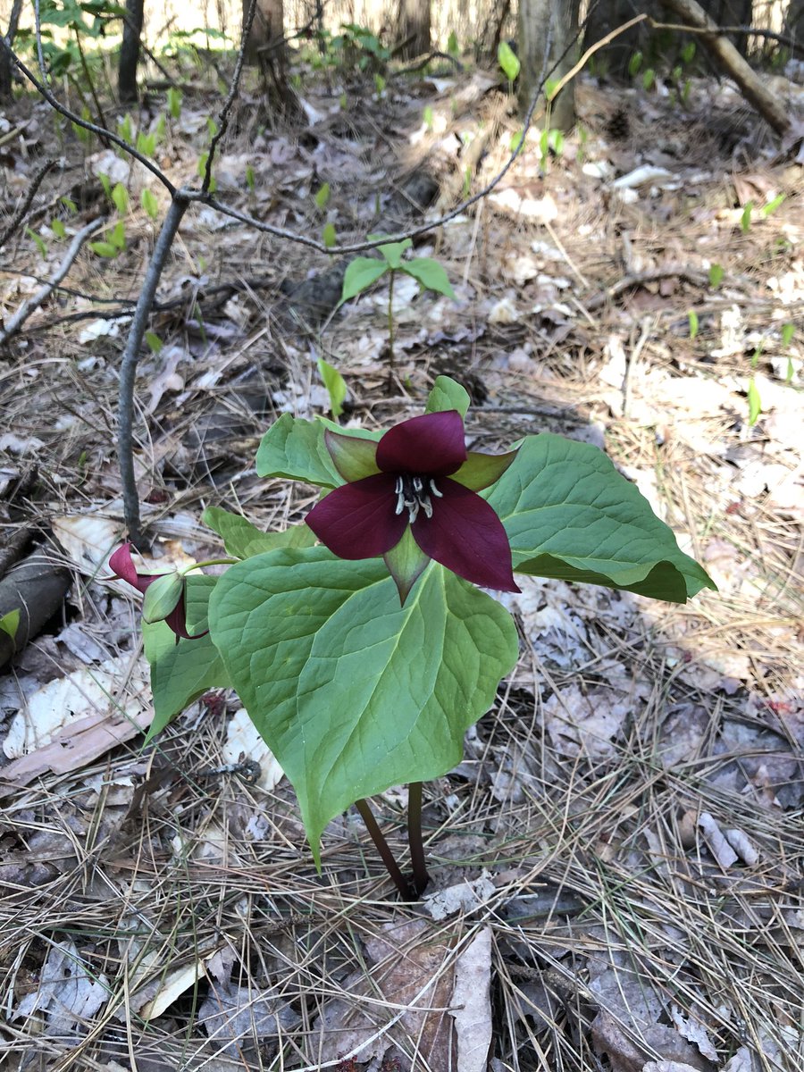 wendythreader's tweet image. #mylifeinpictures day 2/7