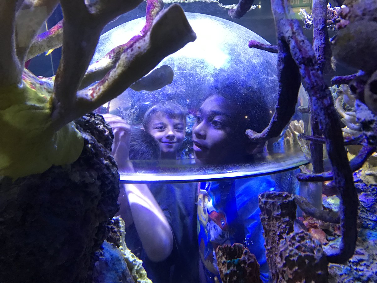 flh_ess's tweet photo. So this is what it's like to be a fish!🐟🐠 #EssRocks #LMSVHeart https://t.co/mtaEESdh3T