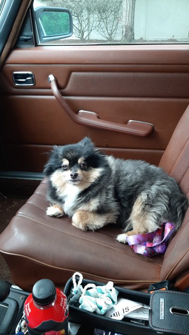 I think he likes the new ride 😎  Findom pup dad https://t.co/6bimKWACBY<a href="/tag/queerdom"class="tags"><span>#queerdom</span></a>