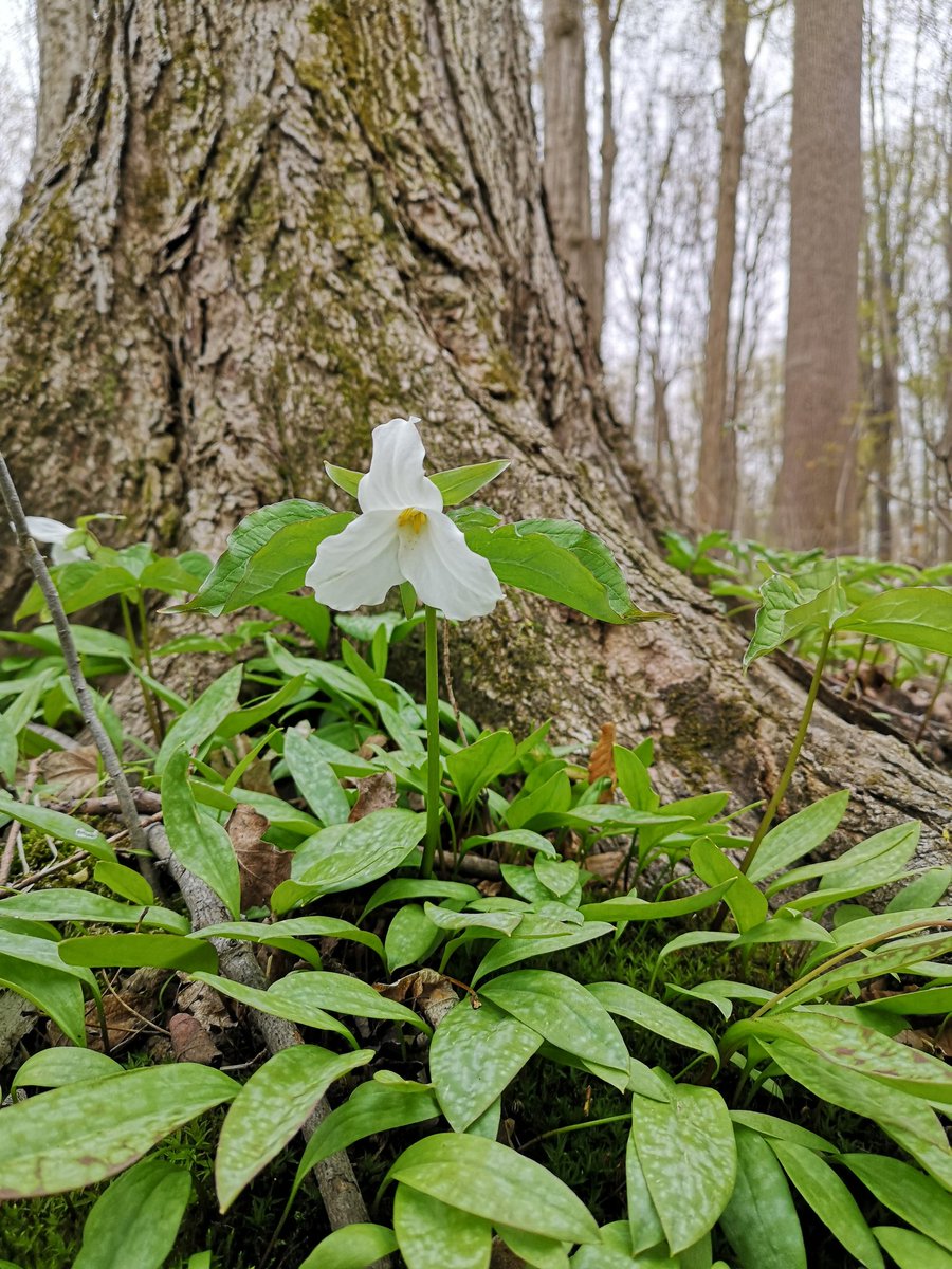 Trilliums are out at the <a href="/LTVCA/">Lower Thames CA</a> Walter Devereux CA. Great to see why grabbing a sample from McGregor creek.