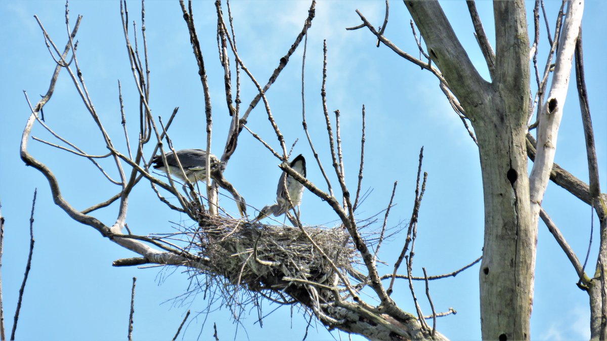 inja5248's tweet photo. in de #Breul bij #Echt nog even naar de #reigersnesten gaan kijken...er zijn nog 'n paar bezet, de rest is uitgevlogen...in dit nest hebben ze een pittig onderling gesprek...nou ja...ze schreeuwden naar mekaar 😉
#blauwe_reiger
@Sovon @VroegeVogels @vogelnieuws https://t.co/S6aDMTYh6T