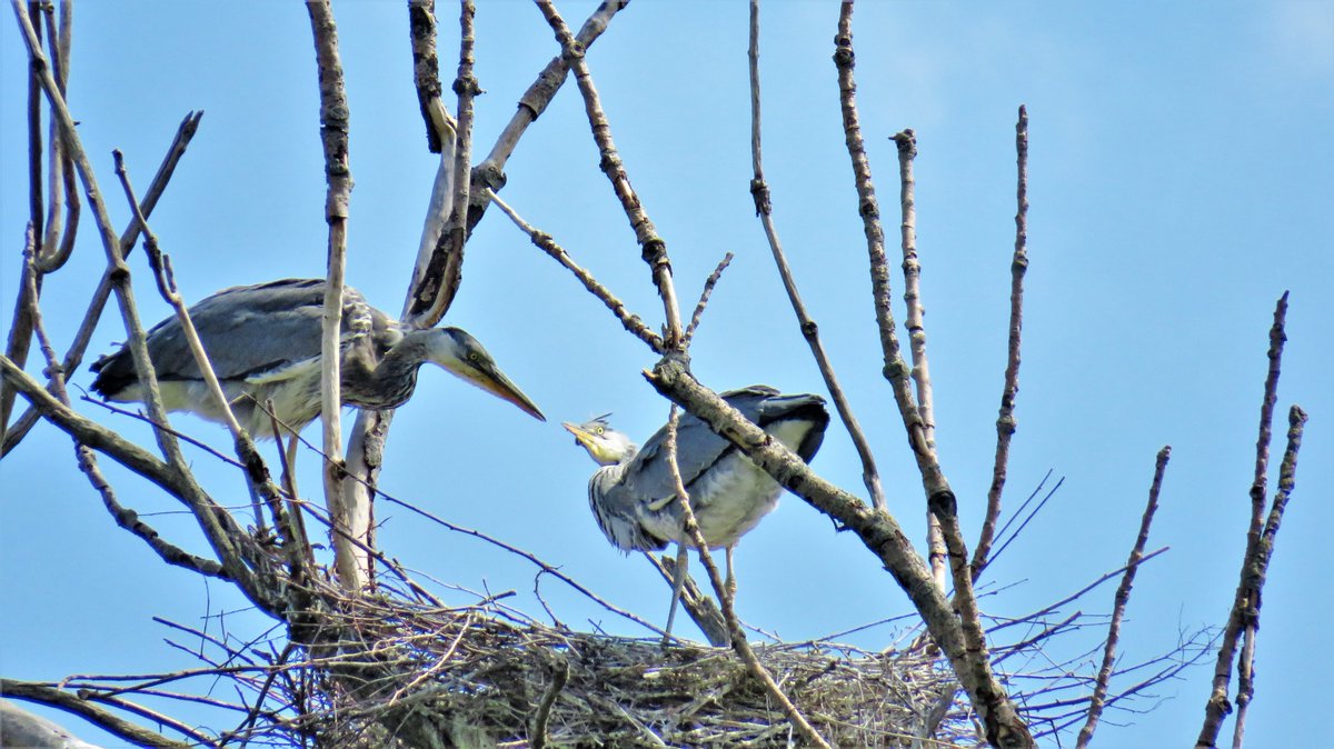 inja5248's tweet photo. in de #Breul bij #Echt nog even naar de #reigersnesten gaan kijken...er zijn nog 'n paar bezet, de rest is uitgevlogen...in dit nest hebben ze een pittig onderling gesprek...nou ja...ze schreeuwden naar mekaar 😉
#blauwe_reiger
@Sovon @VroegeVogels @vogelnieuws https://t.co/S6aDMTYh6T