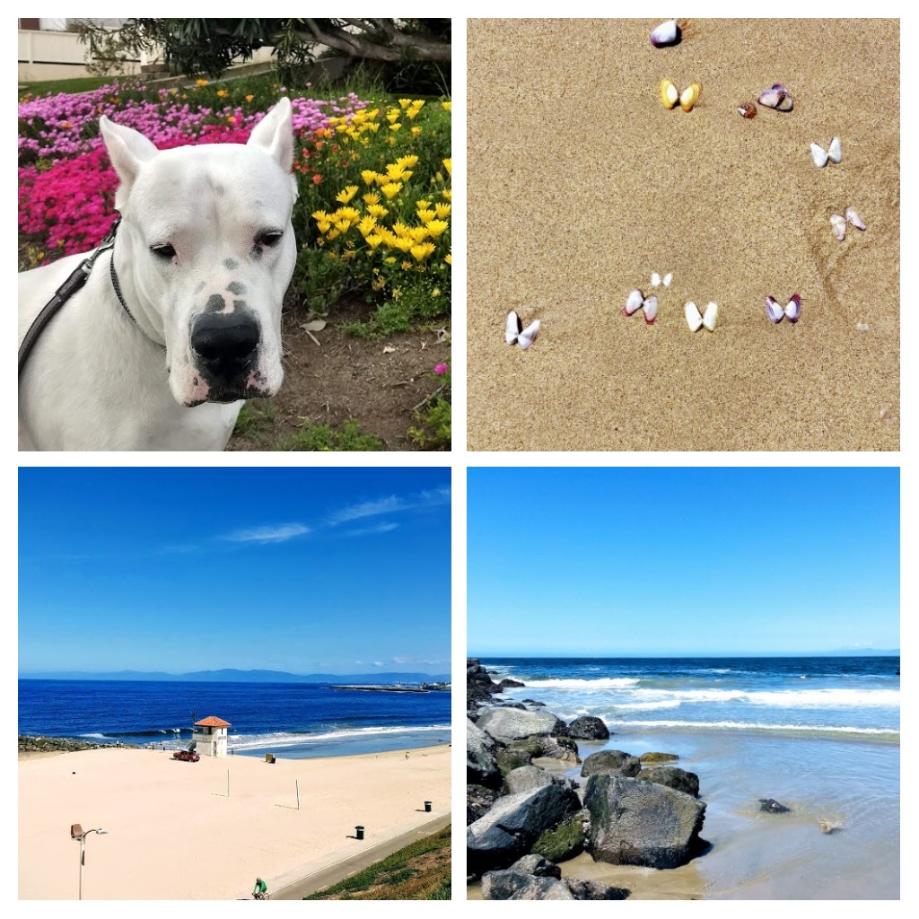 lunaluvsyou's tweet image. #Beaches open. #butterflies  out.