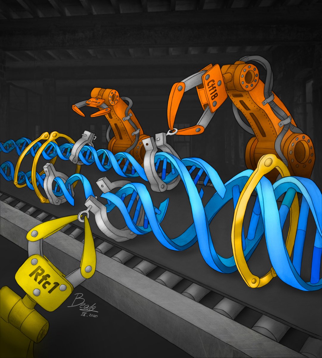My new drawing of a fascinating division of labor for #PCNA loading during #DNA replication! A new <a href="/MolecularCell/">Molecular Cell</a> paper reveals that two RFC complexes play distinct roles at both sides of the replication fork to promote replication and sister chromatid cohesion.
#SciArt #SciComm