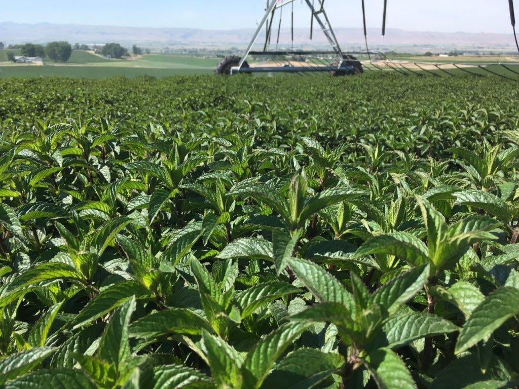 MIRCtoday's tweet photo. Tough herbicide has been approved for 2020 crop for broadleaf weed control. Weed-free fields means clean quality mint oil. #mintfarming #mint https://t.co/bVR1fRCJrb