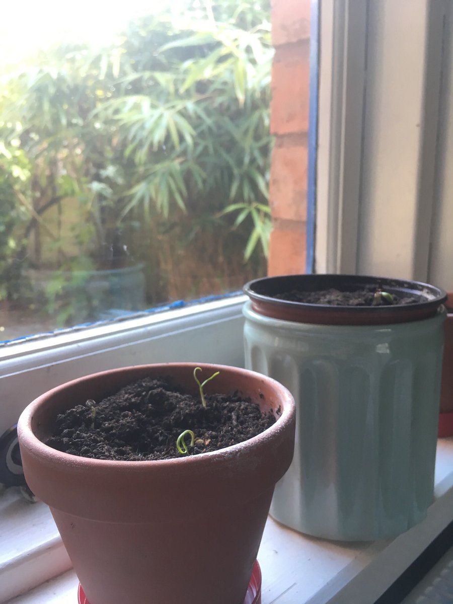 Day 3/7 of my life in pictures. Rules: no words, no people, nominate someone new every day. I was nominated by <a href="/MuttleyGump/">Dr Roni McGowan</a> and I nominate @elanormurray