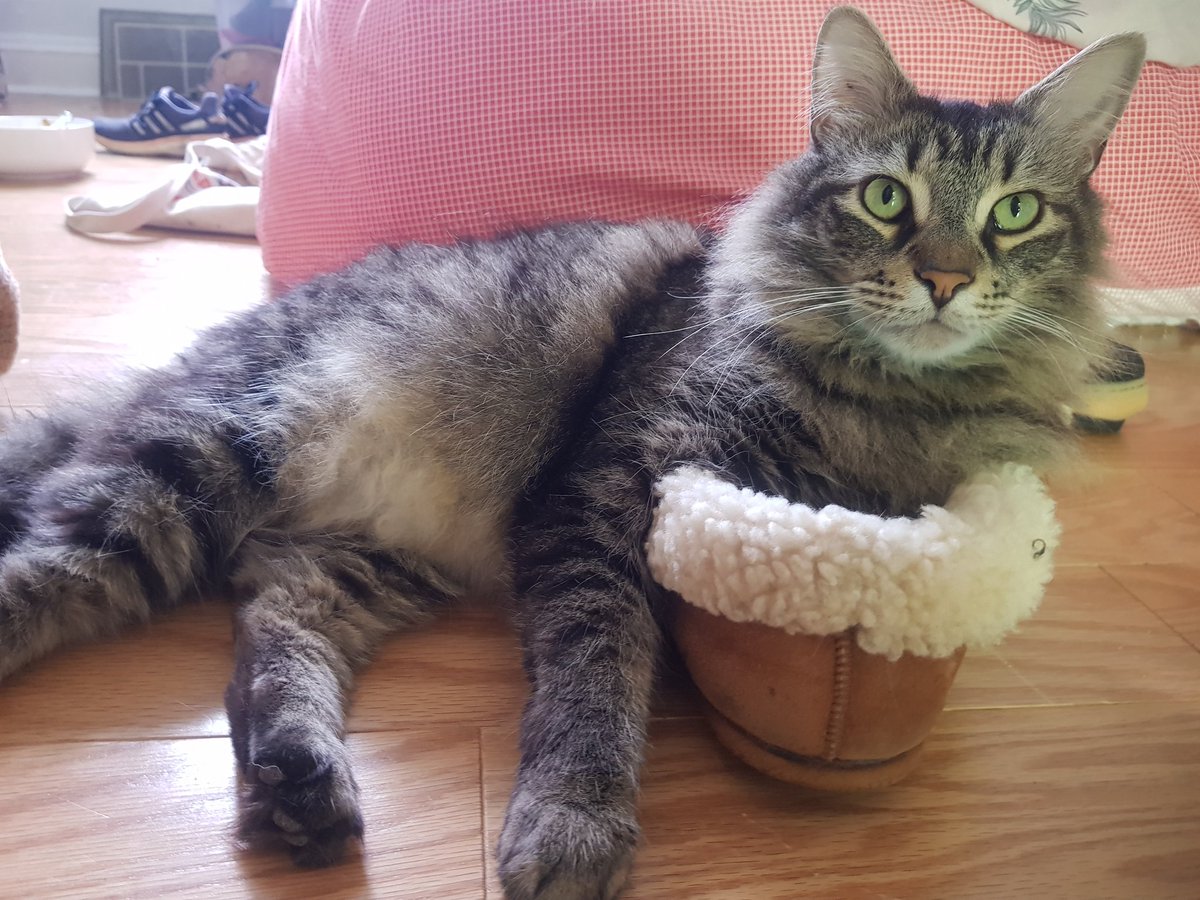 He likes to chill with one arm in my slipper