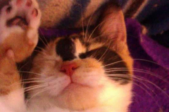ShortfurGang's tweet photo. @CalicoCrew1 Furby's Calico pawsies!! #pinktoebeans #pinktoes #CalicoCrew https://t.co/xsDTQmjKBr