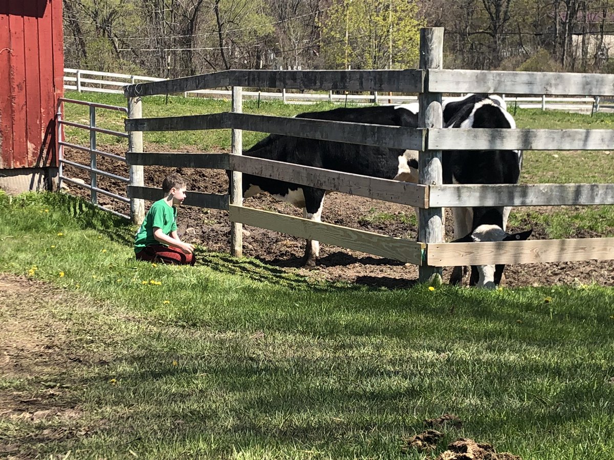 MrsNies's tweet photo. This household is heartbroken over the cancellation of the Wayne Co Fair this summer. Boys were so excited to show their calves and chickens this summer #onemorethingcancelled #nosummerfair #nonewfairmemoriesthisyear https://t.co/pqVjnMFSeV