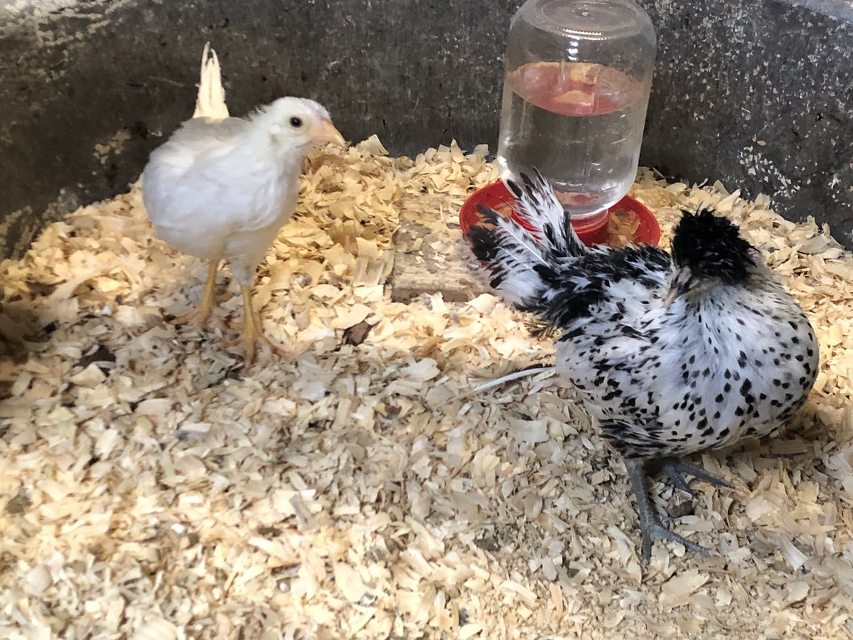 MrsNies's tweet photo. This household is heartbroken over the cancellation of the Wayne Co Fair this summer. Boys were so excited to show their calves and chickens this summer #onemorethingcancelled #nosummerfair #nonewfairmemoriesthisyear https://t.co/pqVjnMFSeV
