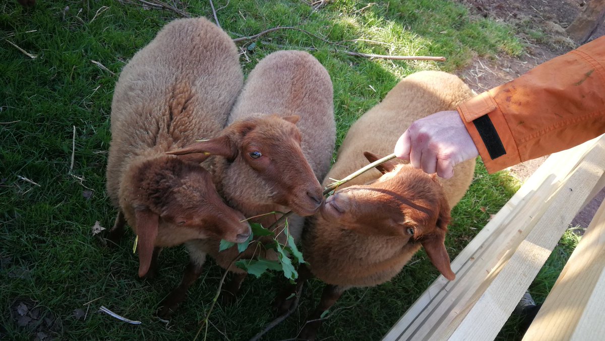 TheHuginsdottir's tweet image. We love dem leaves! #sheepcontent 🐑