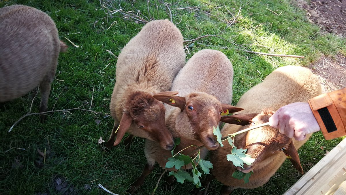 TheHuginsdottir's tweet image. We love dem leaves! #sheepcontent 🐑