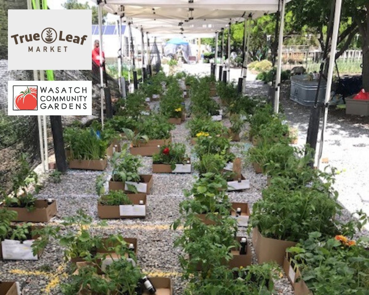 Rows of boxed plant orders lined the driveway of our Green Phoenix Farm during the Plant Sale Fundraiser. We'd like to give thanks to sponsor <a href="/TrueLeafMarket/">True Leaf Market</a> for donating these boxes, along with soil mix for our seed starts. We so appreciate your support!