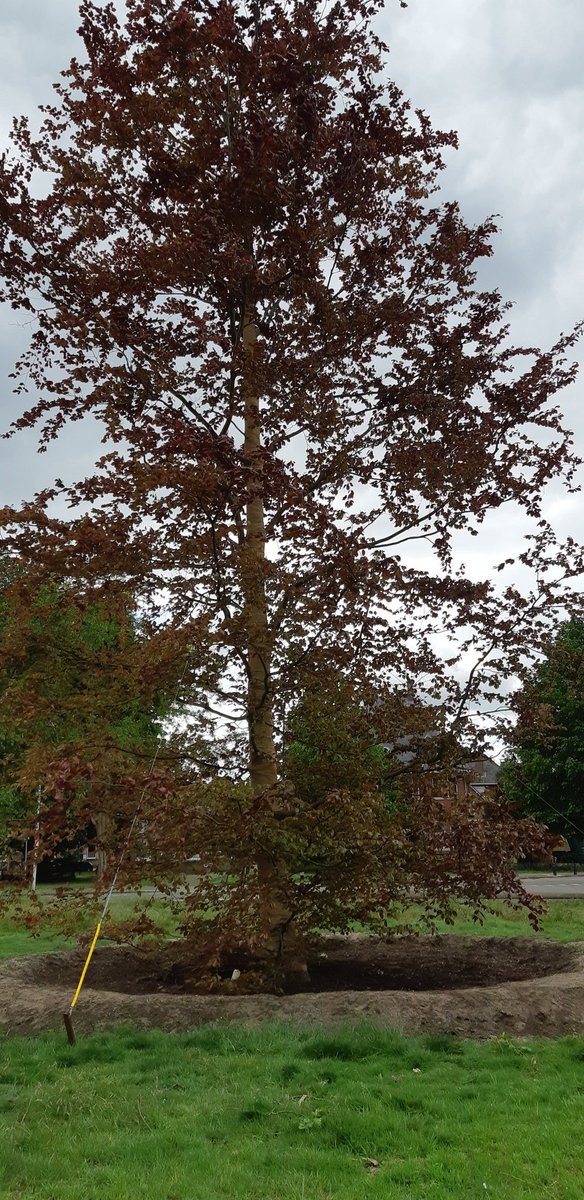 De nieuwe 20 meter hoge bruine beuk op de rotonde van de Emmalaan in Utrecht loopt goed uit. De boom is na het vellen van de oude zieke 175 jarige bruine beuk herplant. De nieuwe beuk geeft al een prachtige uitstraling.