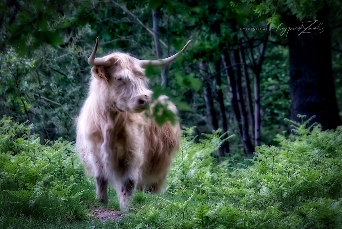 hypervizual's tweet photo. 🐂🐂🐂
Diese junge Dame ist uns heute im Wald begegnet - eine Schönheit und immer wieder ein Erlebnis
#Rodebeek https://t.co/h5kgVIk6bv
