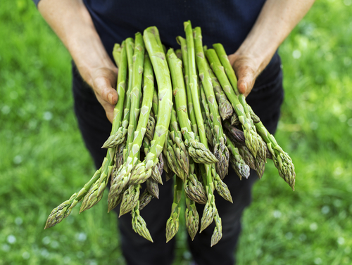 BioFloraGlobal's tweet photo. BioFlora® designed a trial to better understand the potential influence of several products on asparagus seed germination. Read more at https://t.co/hLKJV6O9iP #bioflora #experiencematters #natureknowsbest https://t.co/6mmbMCLrRC