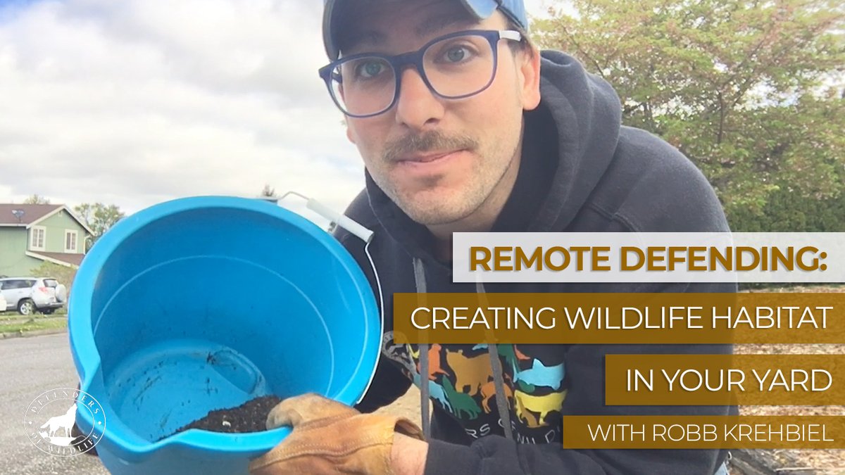Defenders's tweet photo. Get some fun ideas for creating #wildlife #habitat in your own yard with Robb Krehbiel, our #Northwest representative! #RemoteDefending https://t.co/WRZCAdxxID https://t.co/90xrhbMeU7