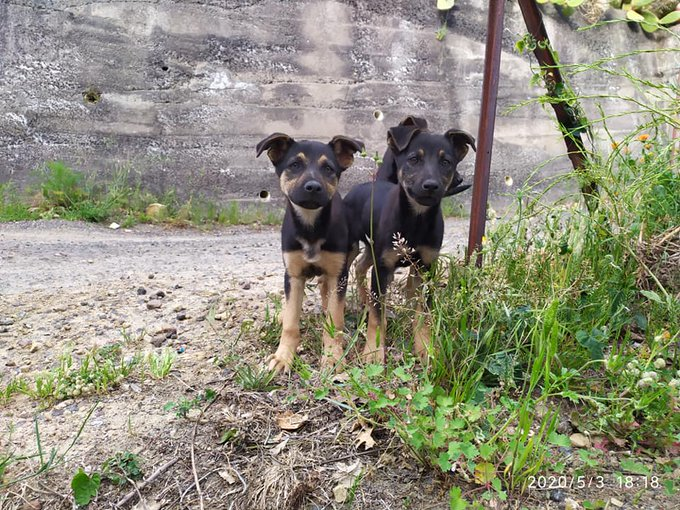 Luca_15_5's tweet photo. .hanno circa 3 mesi…simil pastorine...si trovano in Sicilia ma arrivano ovunque con vaccini e chip...si trovano in campagna..i due fratellini non si trovano più e presto anche loro faranno una brutta fine se nessuno decide di darle una casa...per info 3286153606 #4VoiceLess https://t.co/USYEmpzEbQ