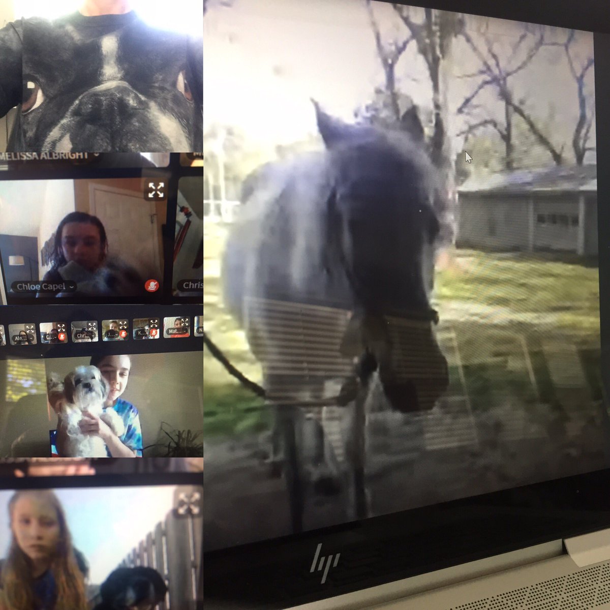 Bring Your Pet To School Day for Spirit Day <a href="/WilsonsCreekInt/">Wilson's Creek</a> 5th grade Lion Team! Loved it! <a href="/DrKarynChristy/">Karyn Christy</a> <a href="/officialSPS/">Springfield Public Schools</a>